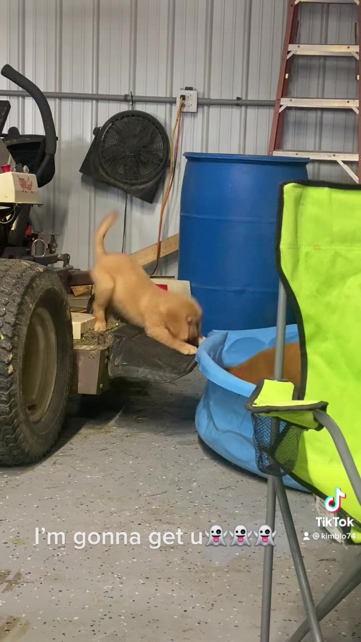@Family full of goldens