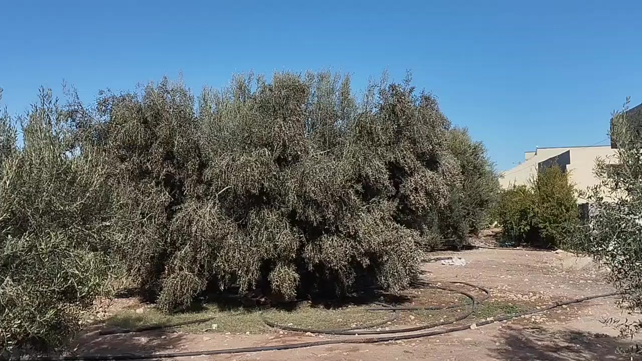 @علاء كرومة
