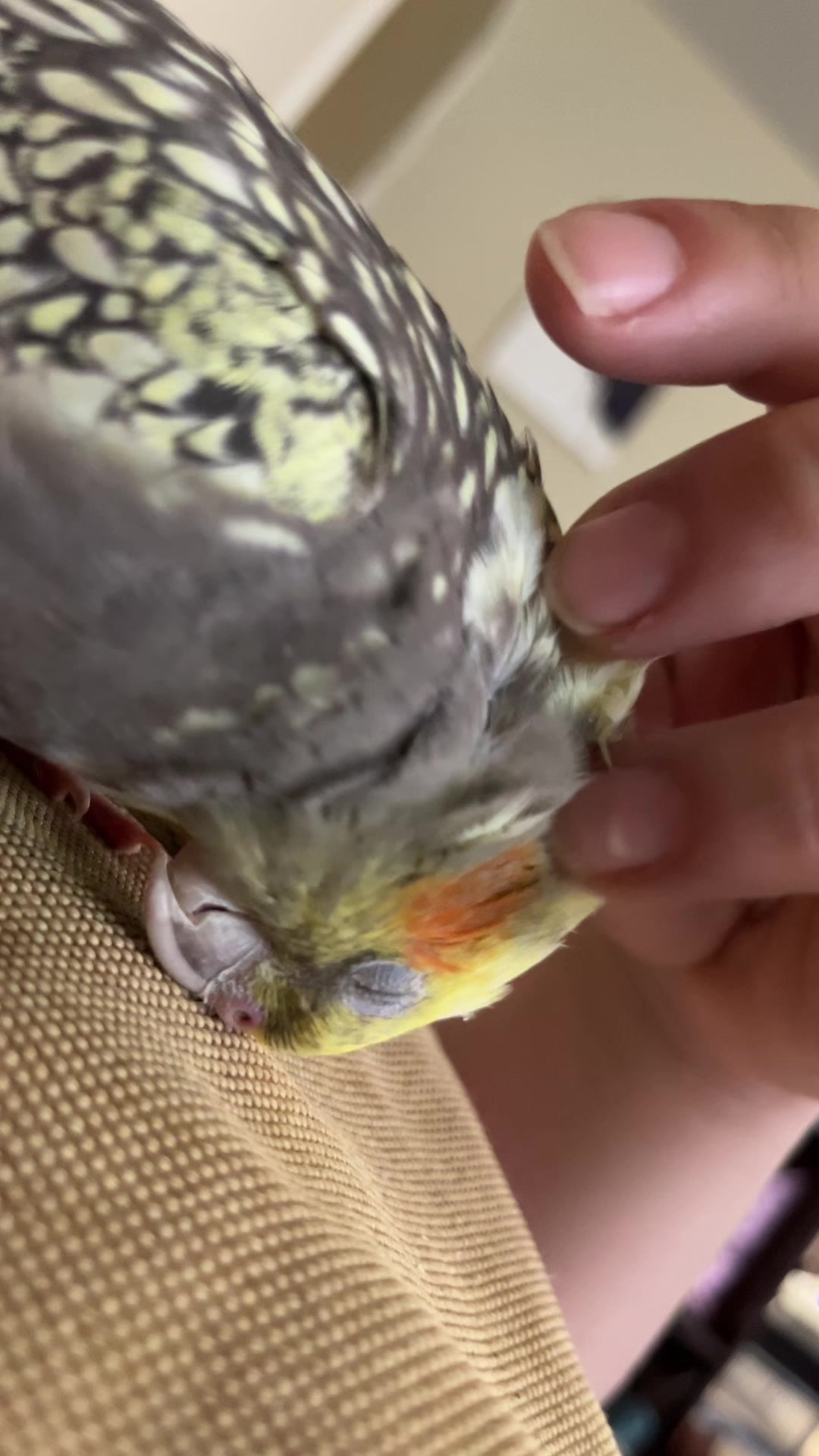 @NuggetandZeus