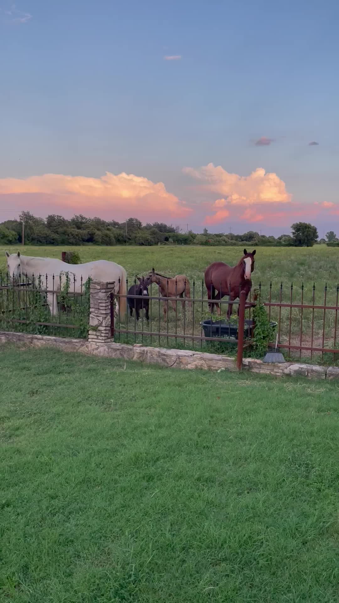 @DonkeyDaily