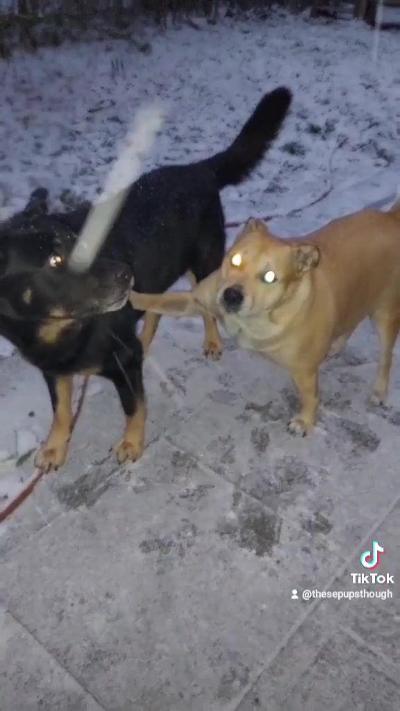 @Thesepupsthough