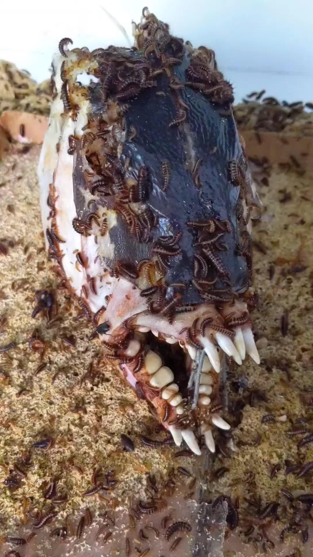 @Skullatorium