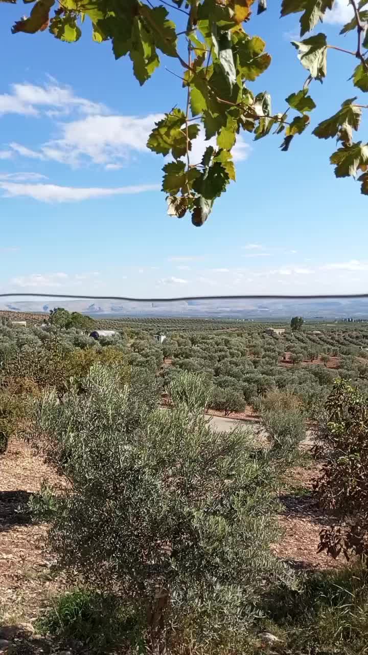 @رونيارا عفريني