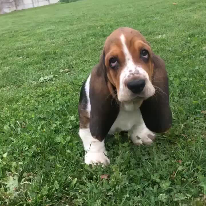@Olaf le basset hound 🐾
