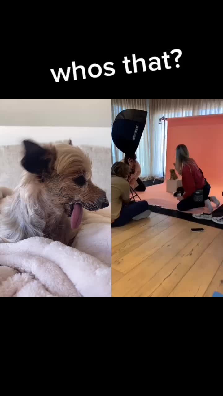 @Harlow the Yorkie