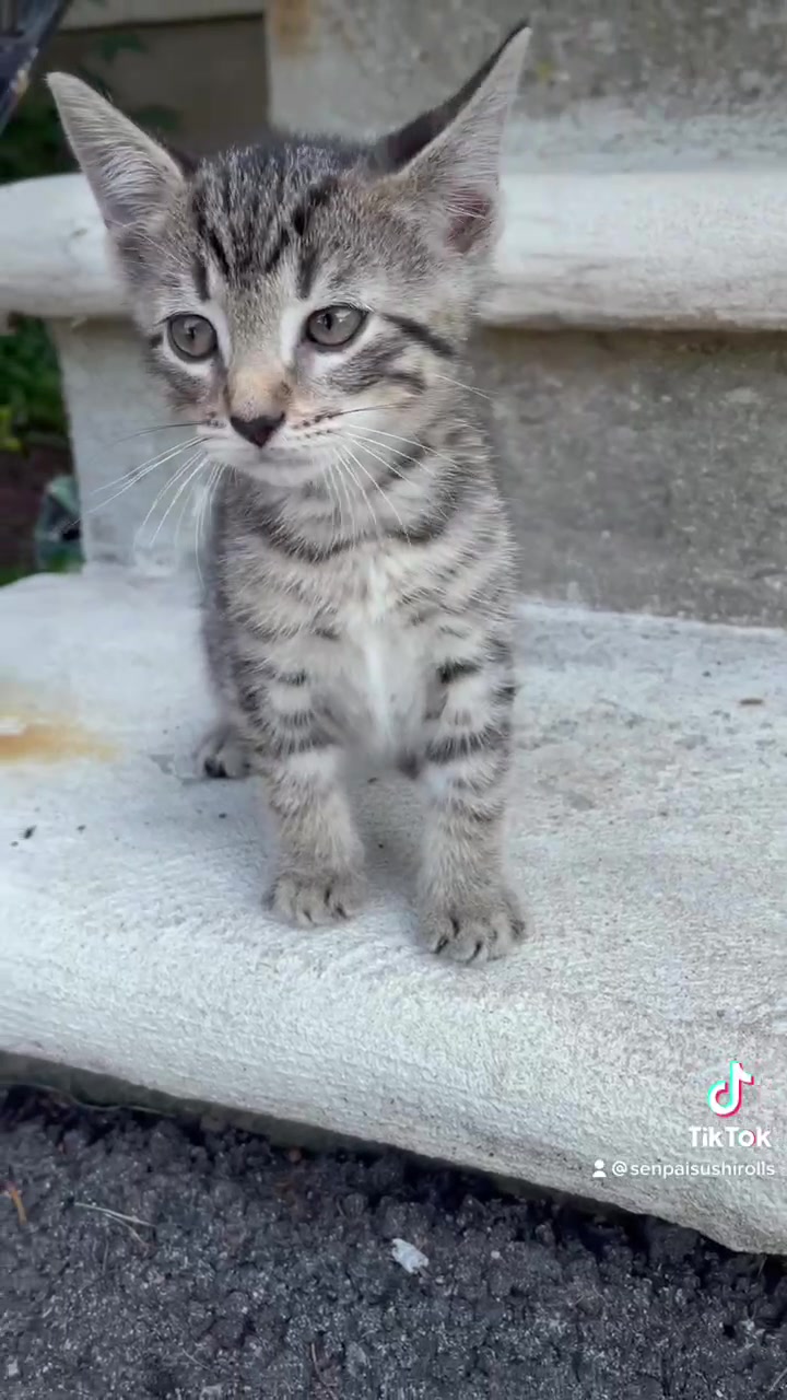 @SenpaiSushiRolls