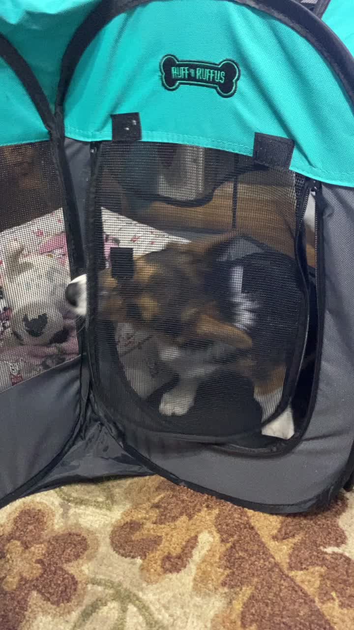 @Xena Warrior Corgi