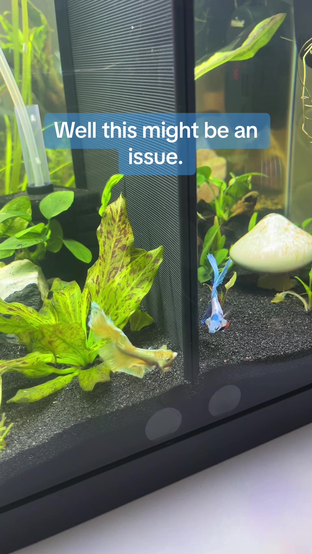 @Fish Bish