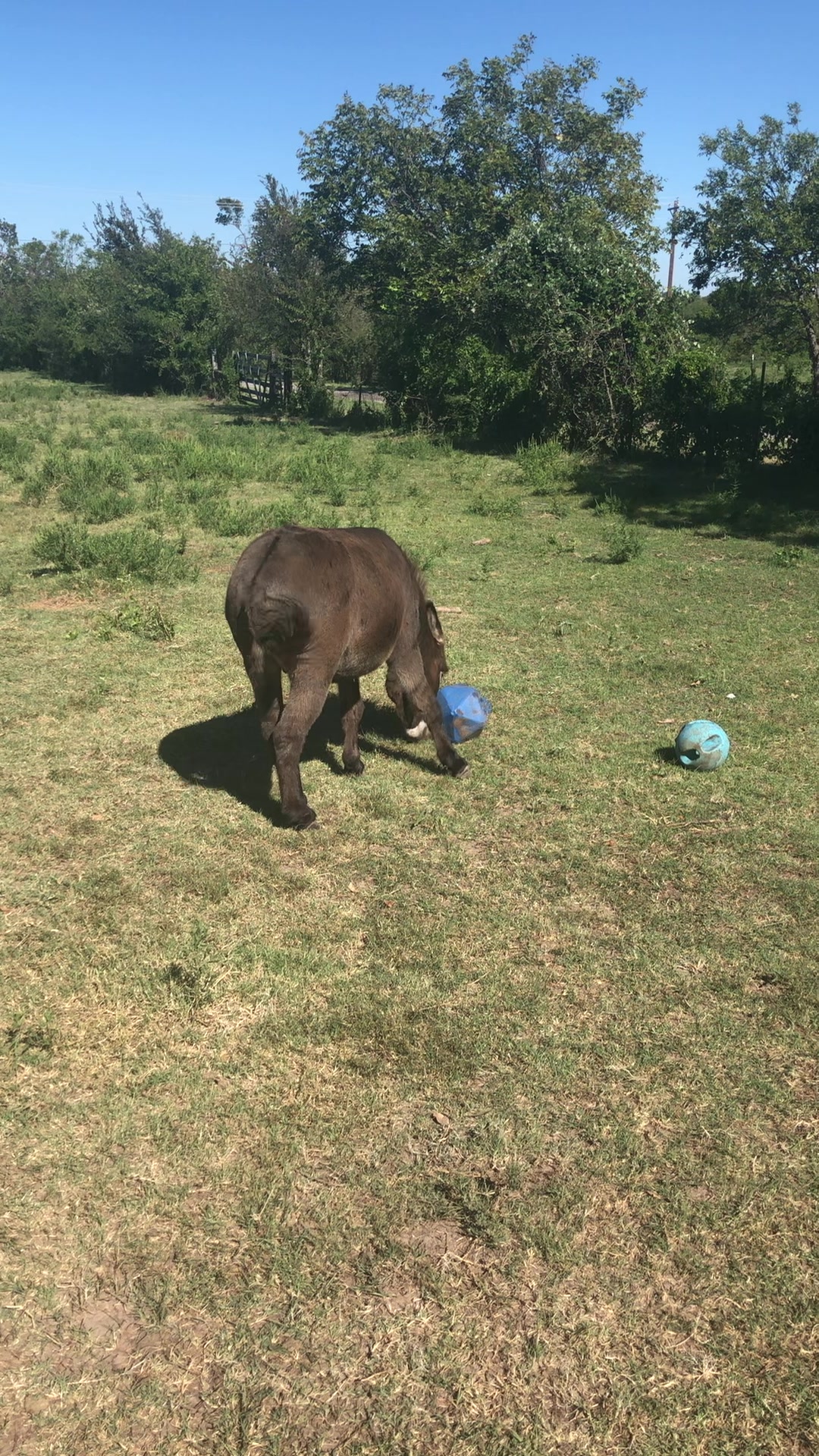 @DonkeyDaily