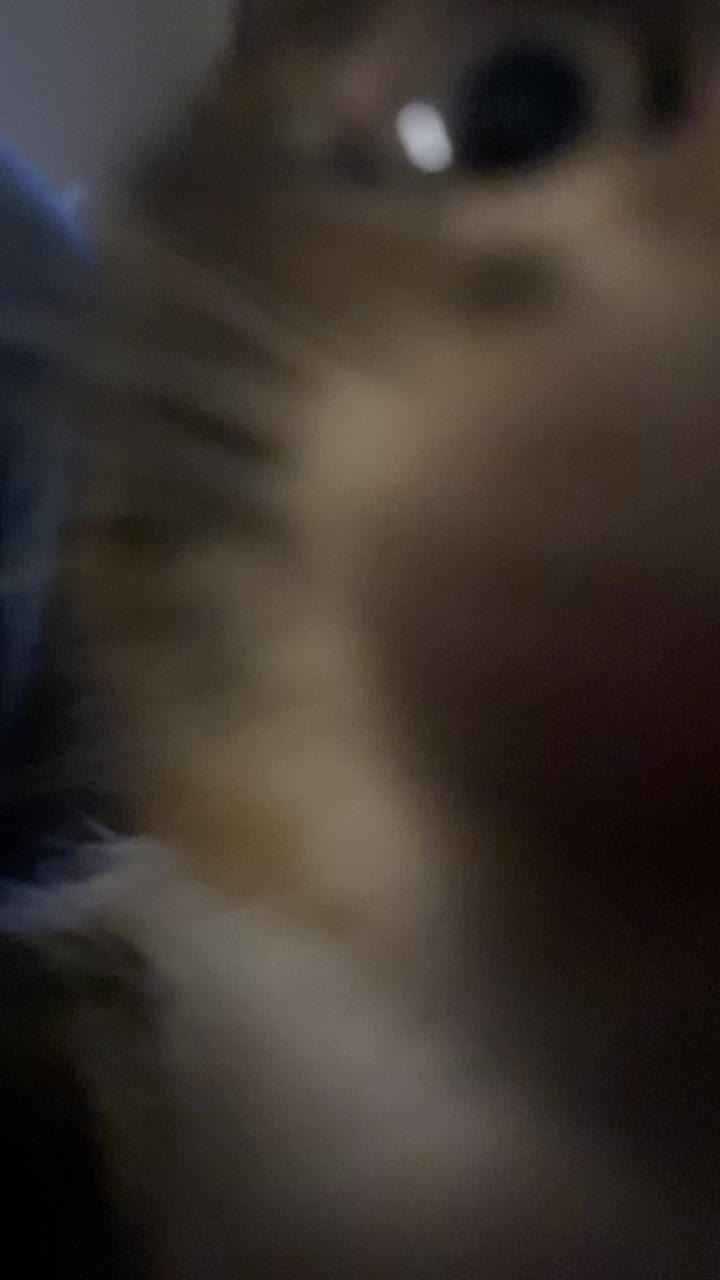 @🐾🐈🖤🤍🧡