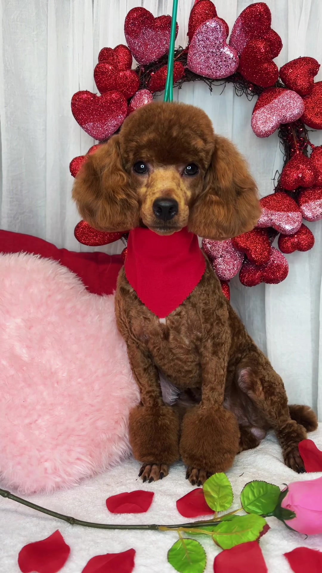 @Bonnies Grooming Llc