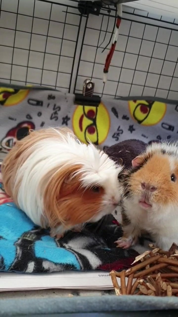 @Piggymassage