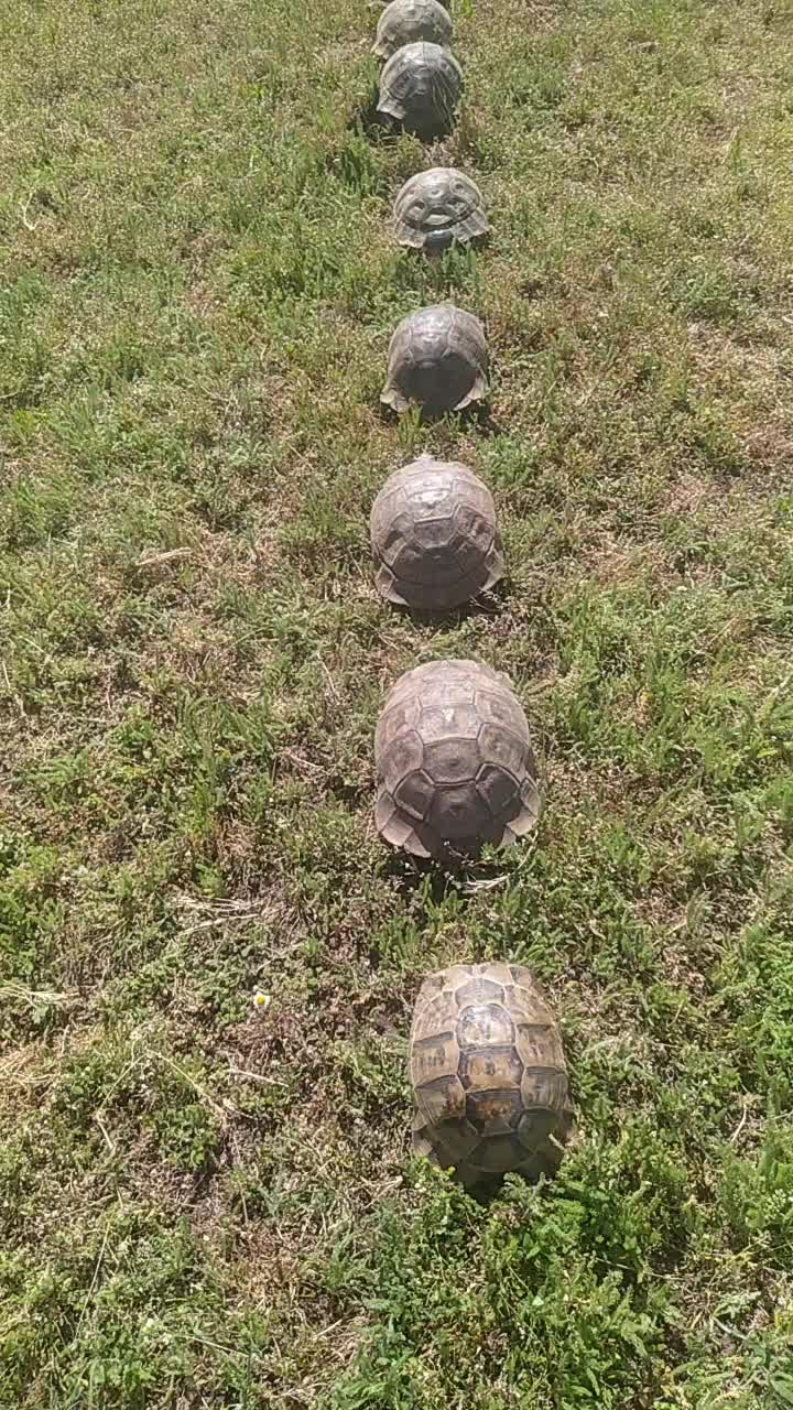 @Kasım