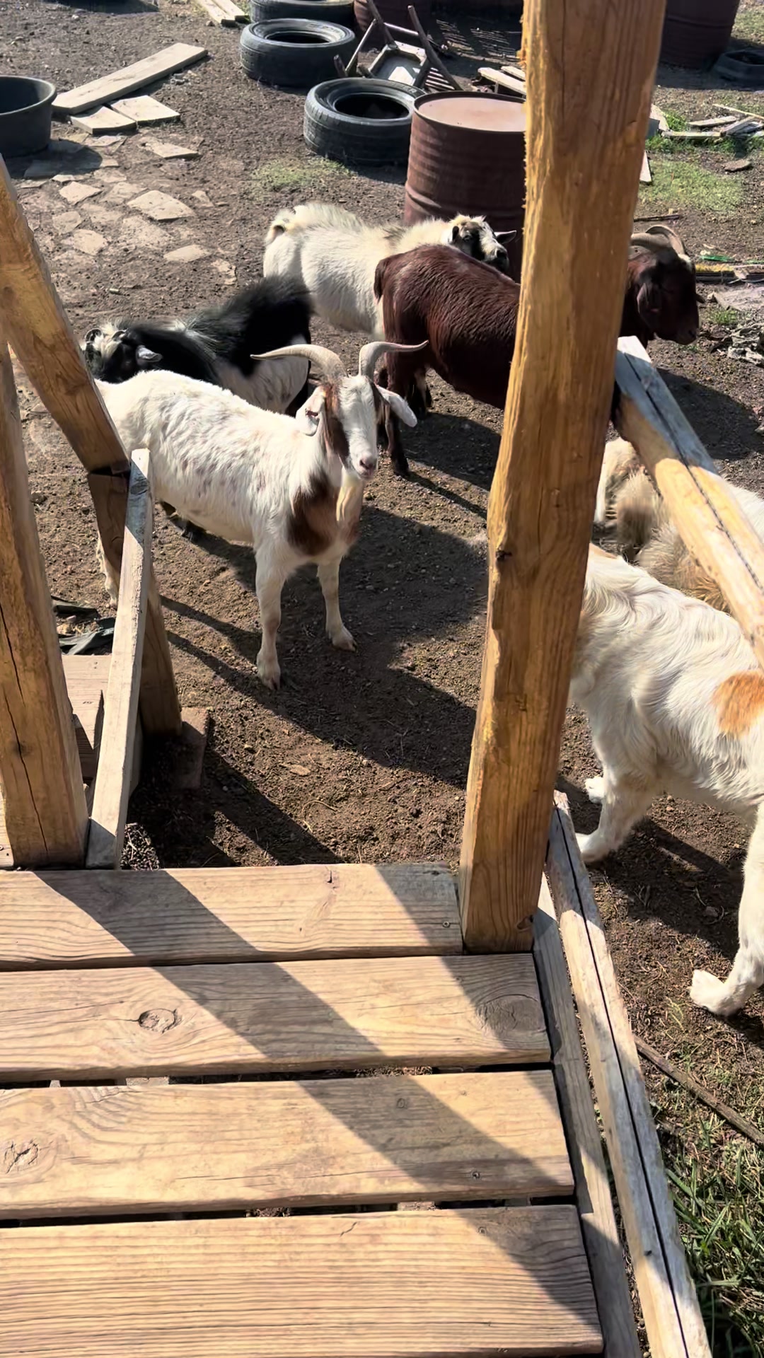 @TX City Farm Girl