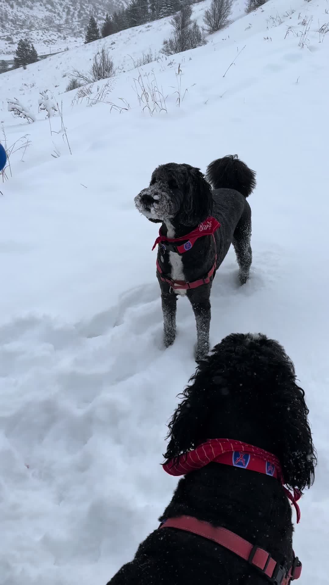 @Bernedoodlemama