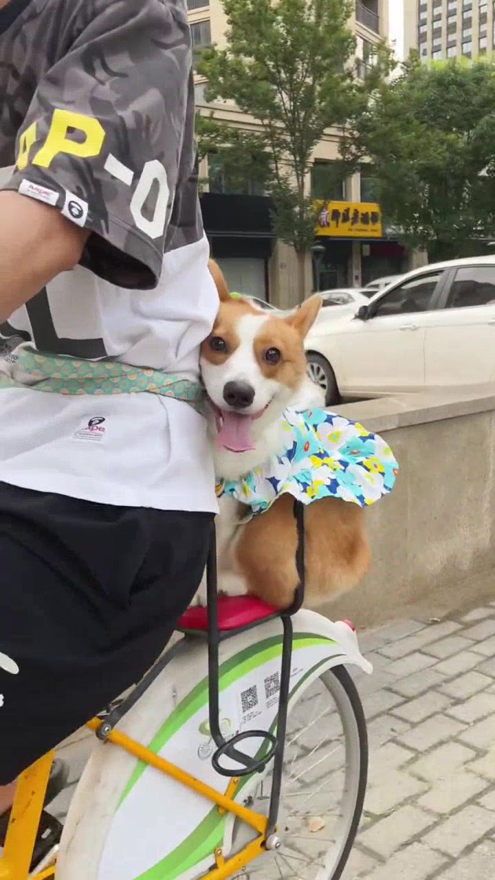 @vdogtv
