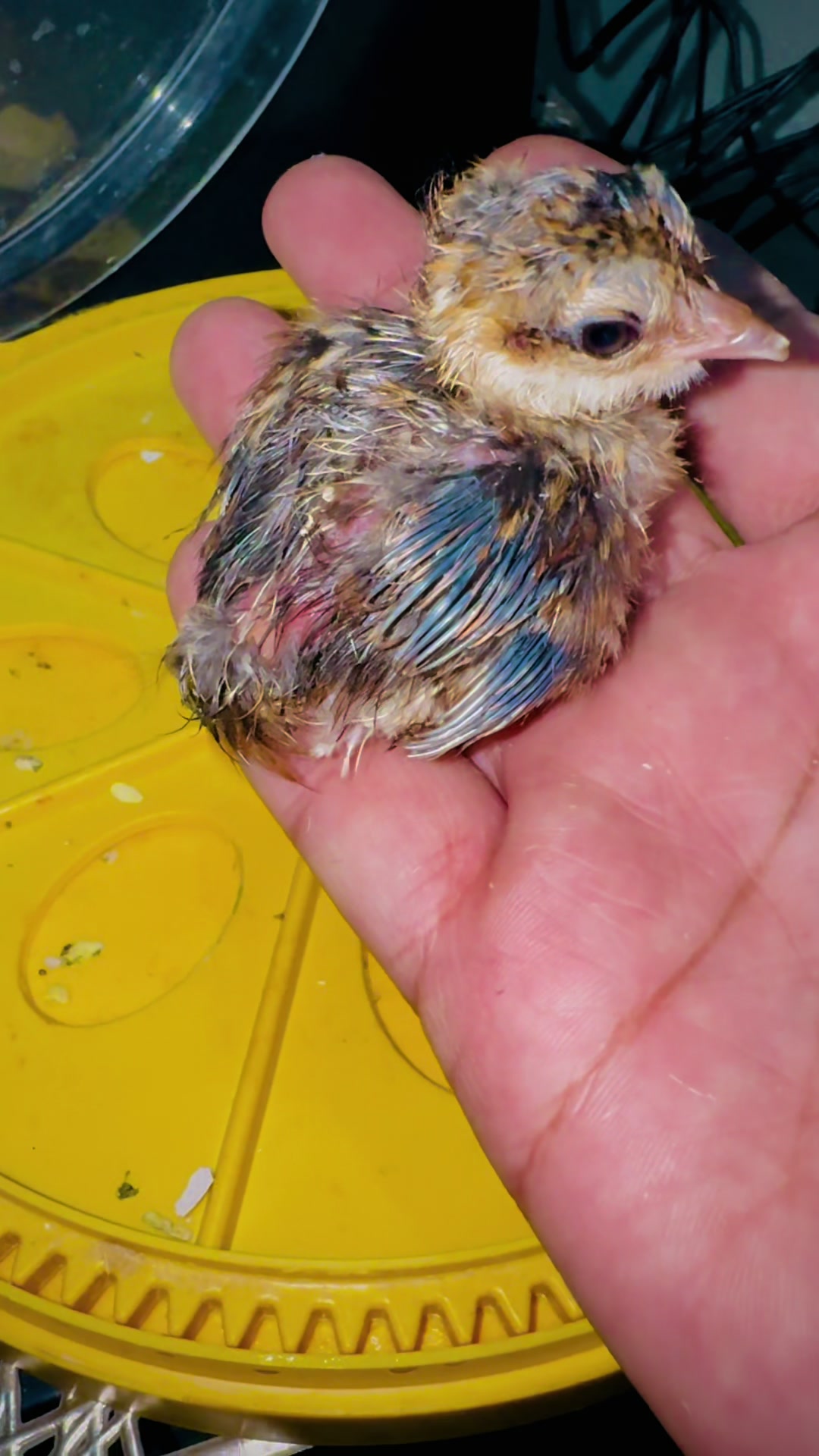 @Bird's Aviaries