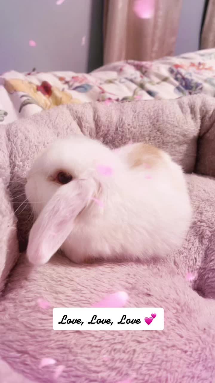 @HighlandRabbitry
