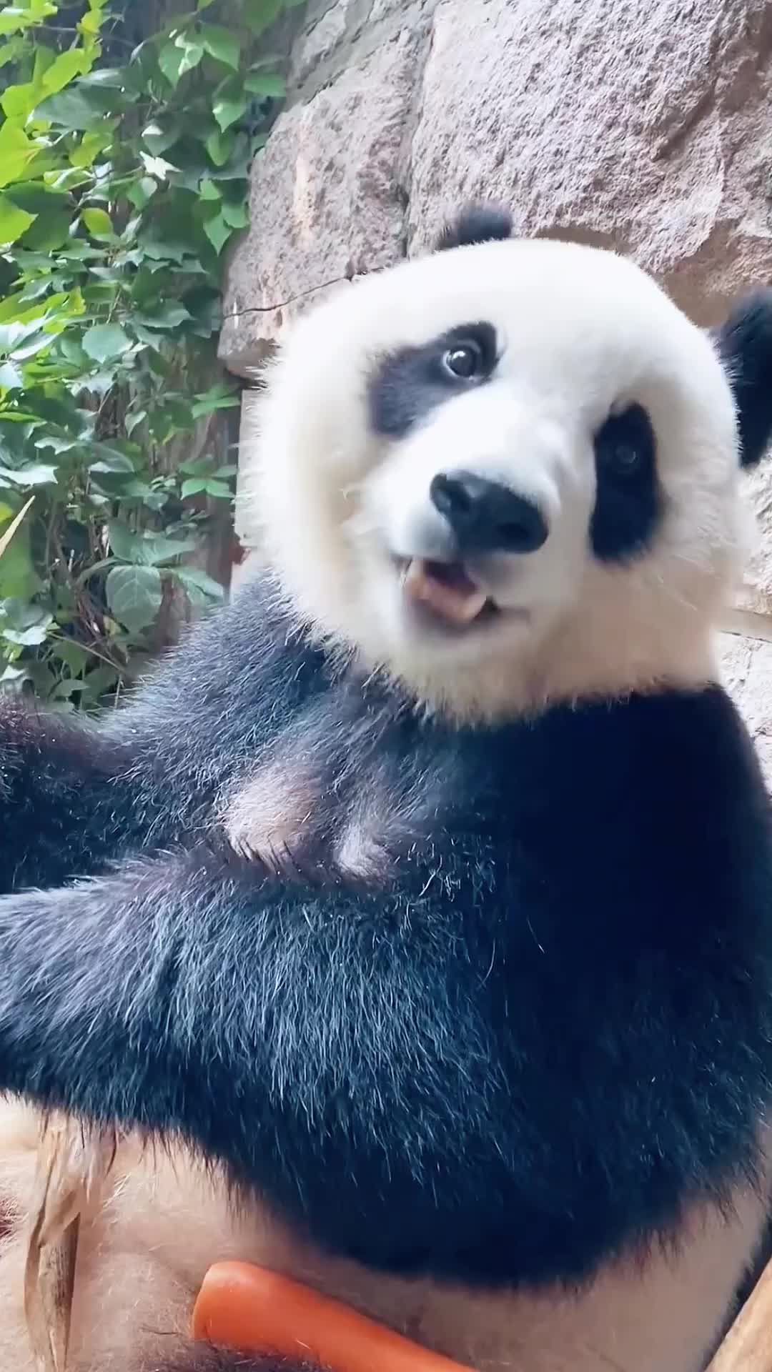 @cute little guy