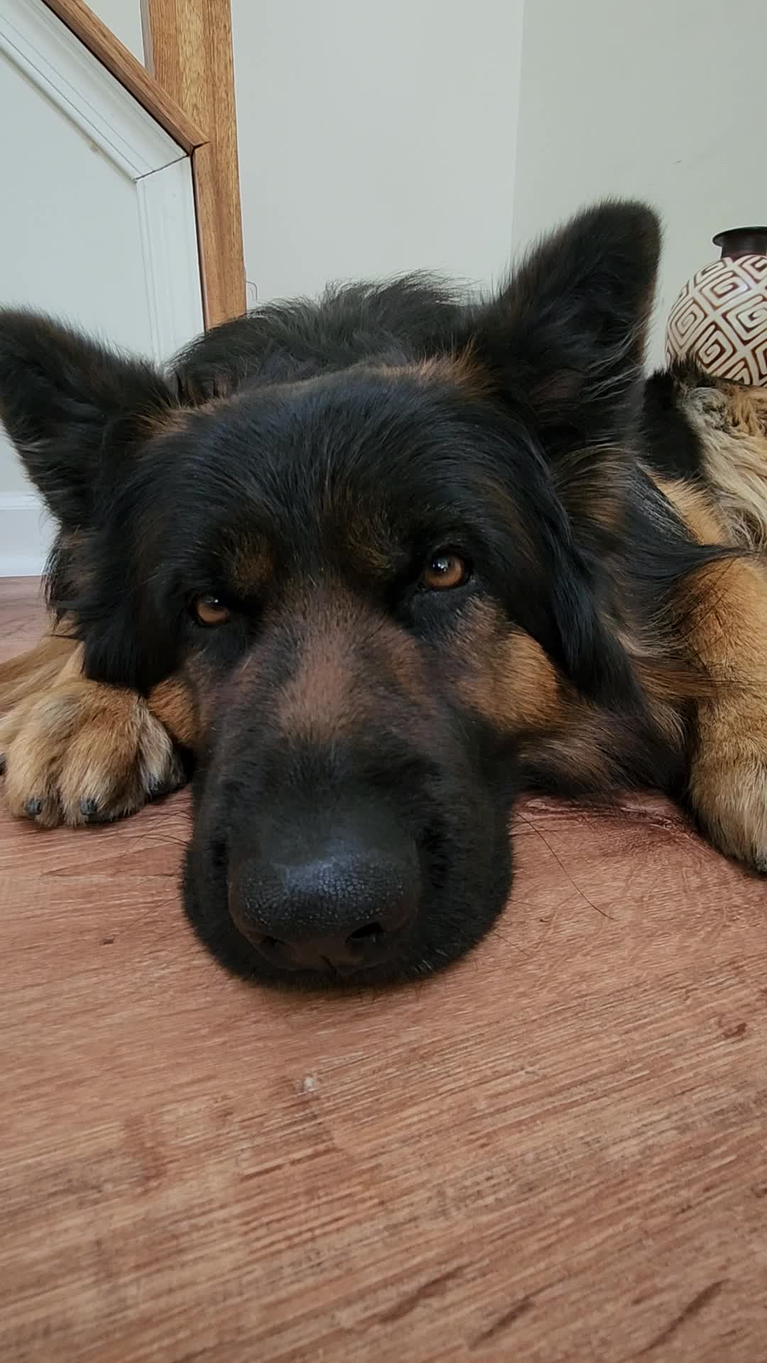 @Buzz the German Shepherd