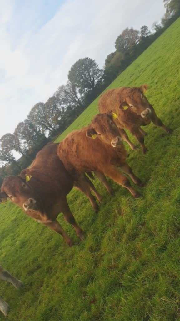 @flat out piking silage👌👍😂