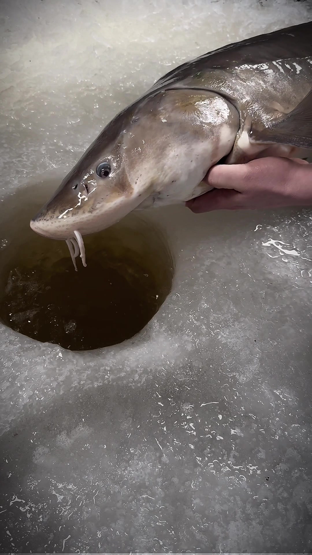 @Walleye Fever