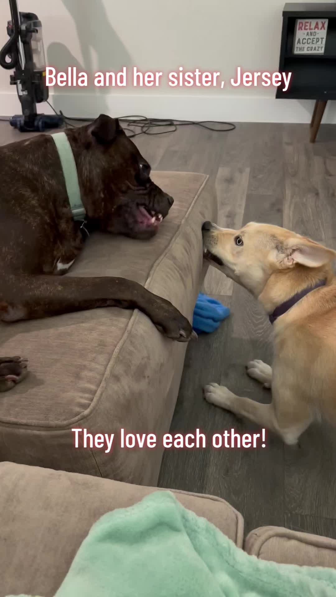 @Bella the Pup