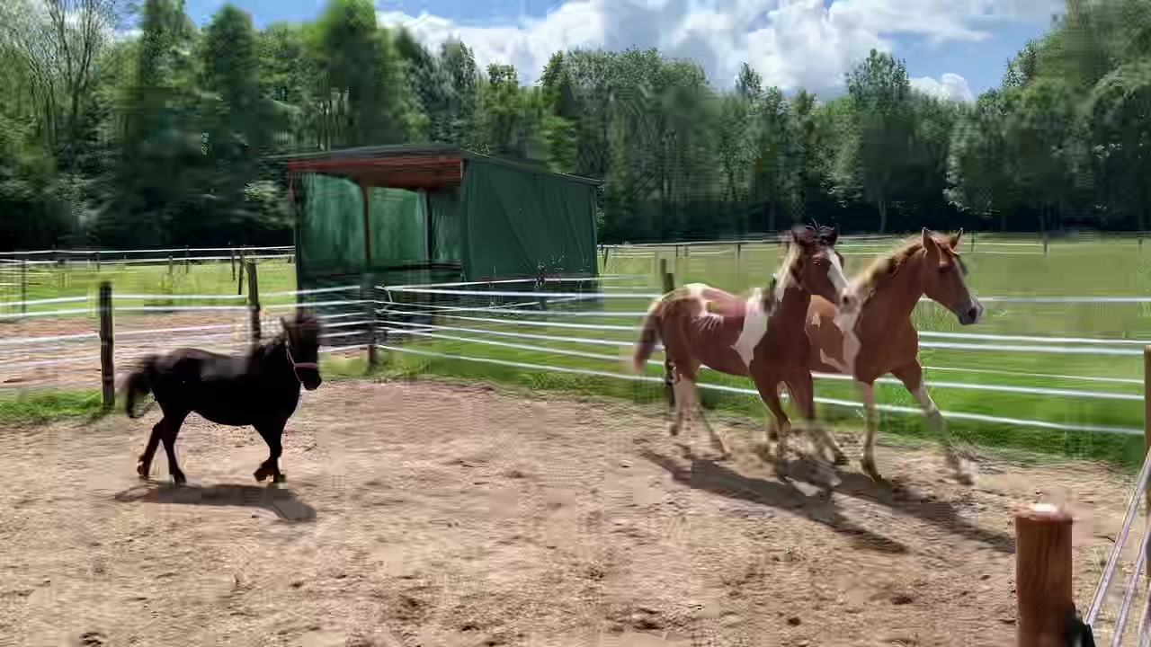 @~ Pearl Hart Ranch ~