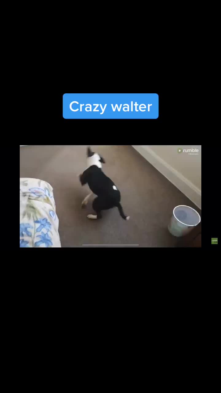 @WalterDog