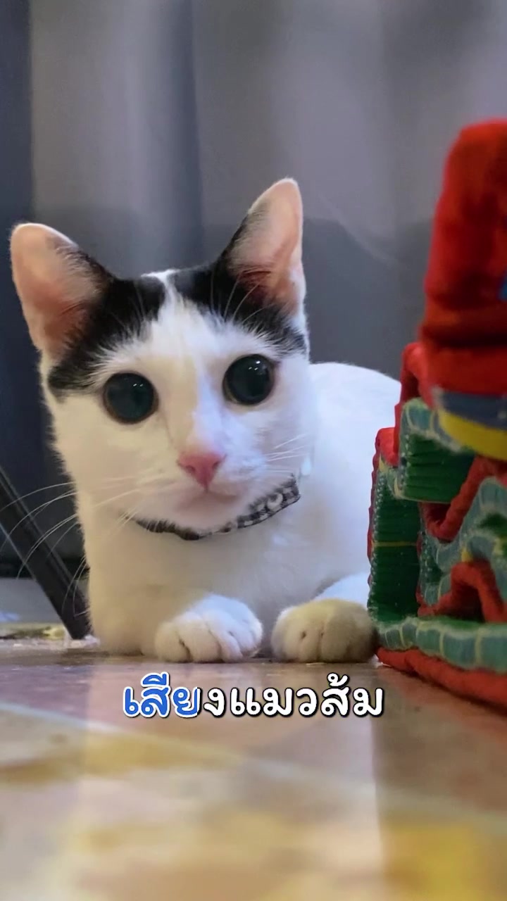 @แชปครองโลก