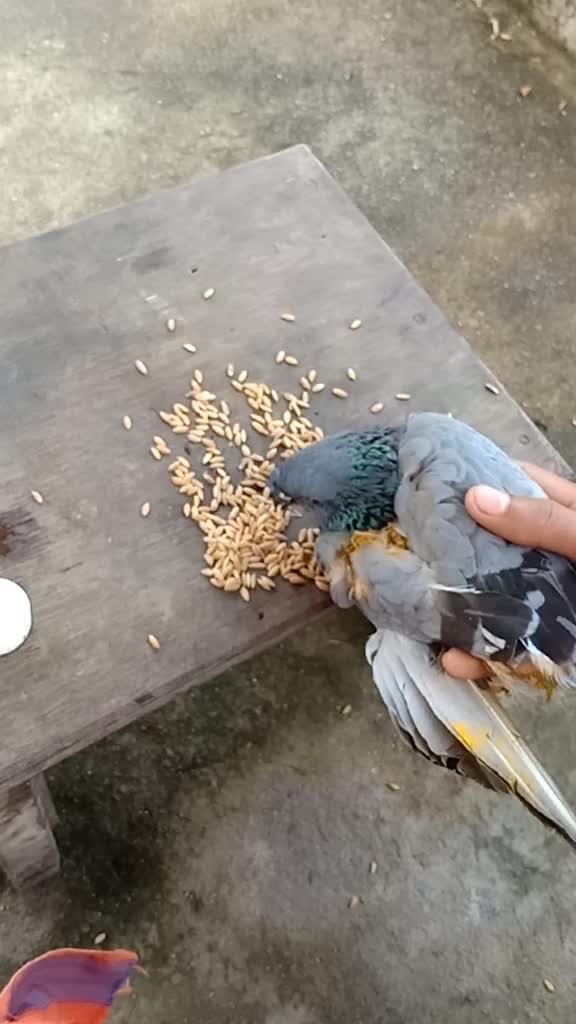 @SreeRaj