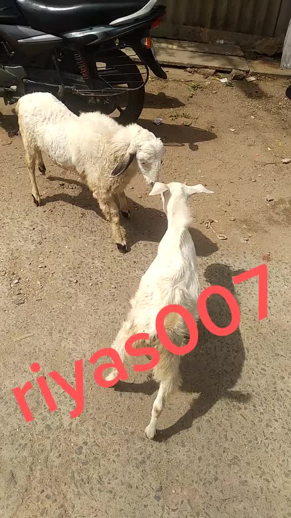 @riyasriyas16438