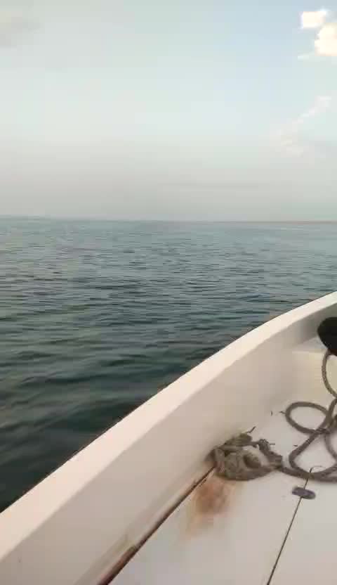@gulmohad1