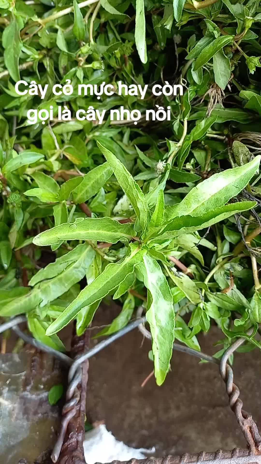 @B&Aacute;CH VỊ PHƯƠNG NAM