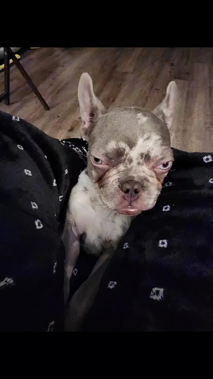 @Dexter207Frenchie