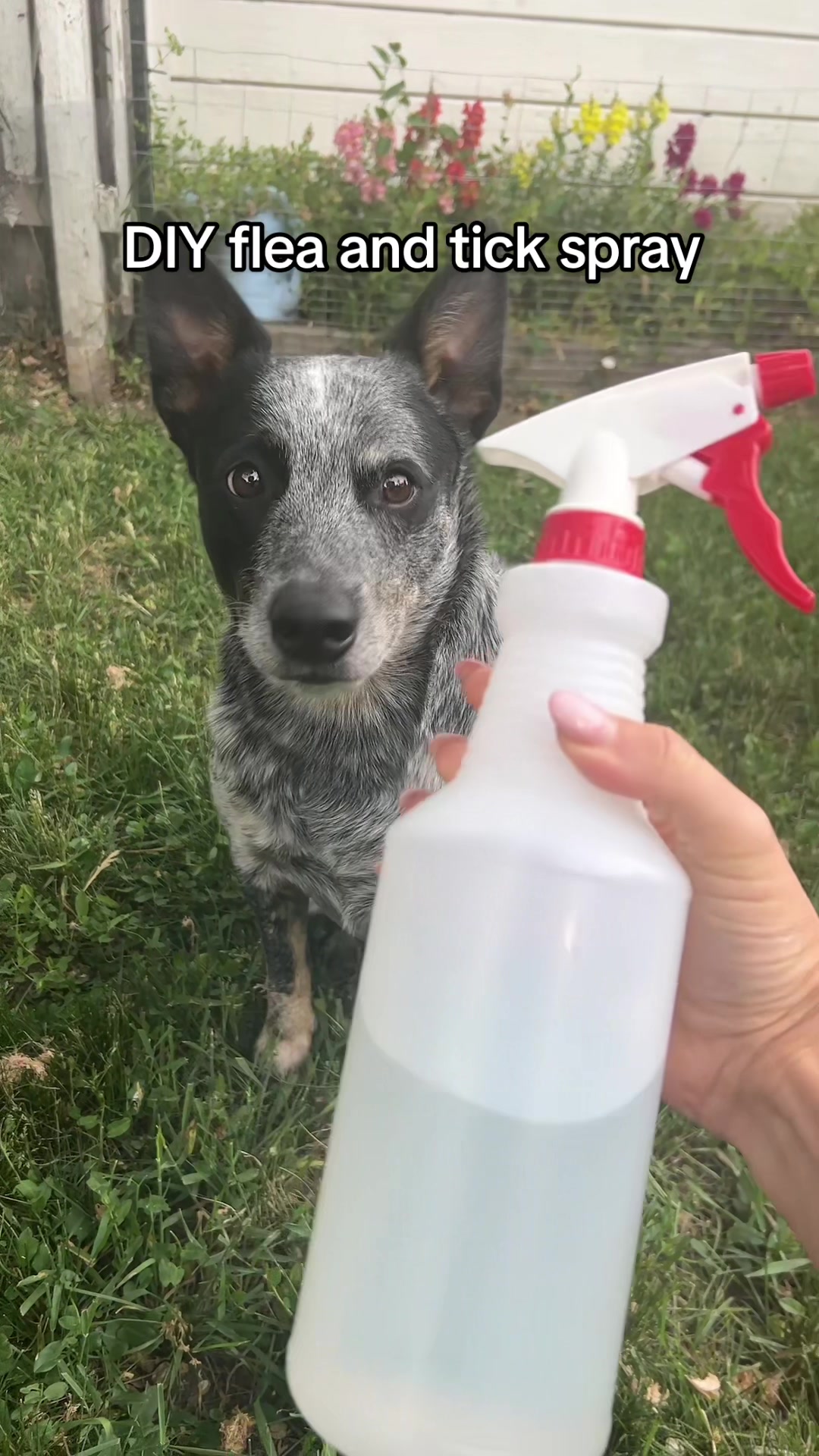 @The Z Cattle Dogs