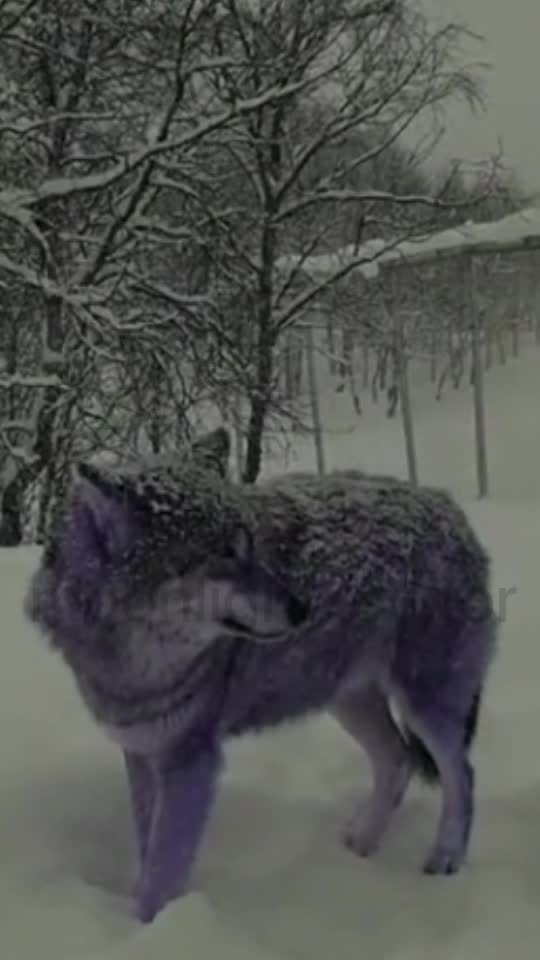 @💜🐺moonlight🐺💜