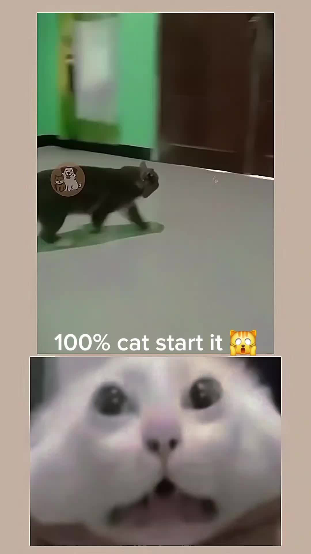 @Chillszone🤣