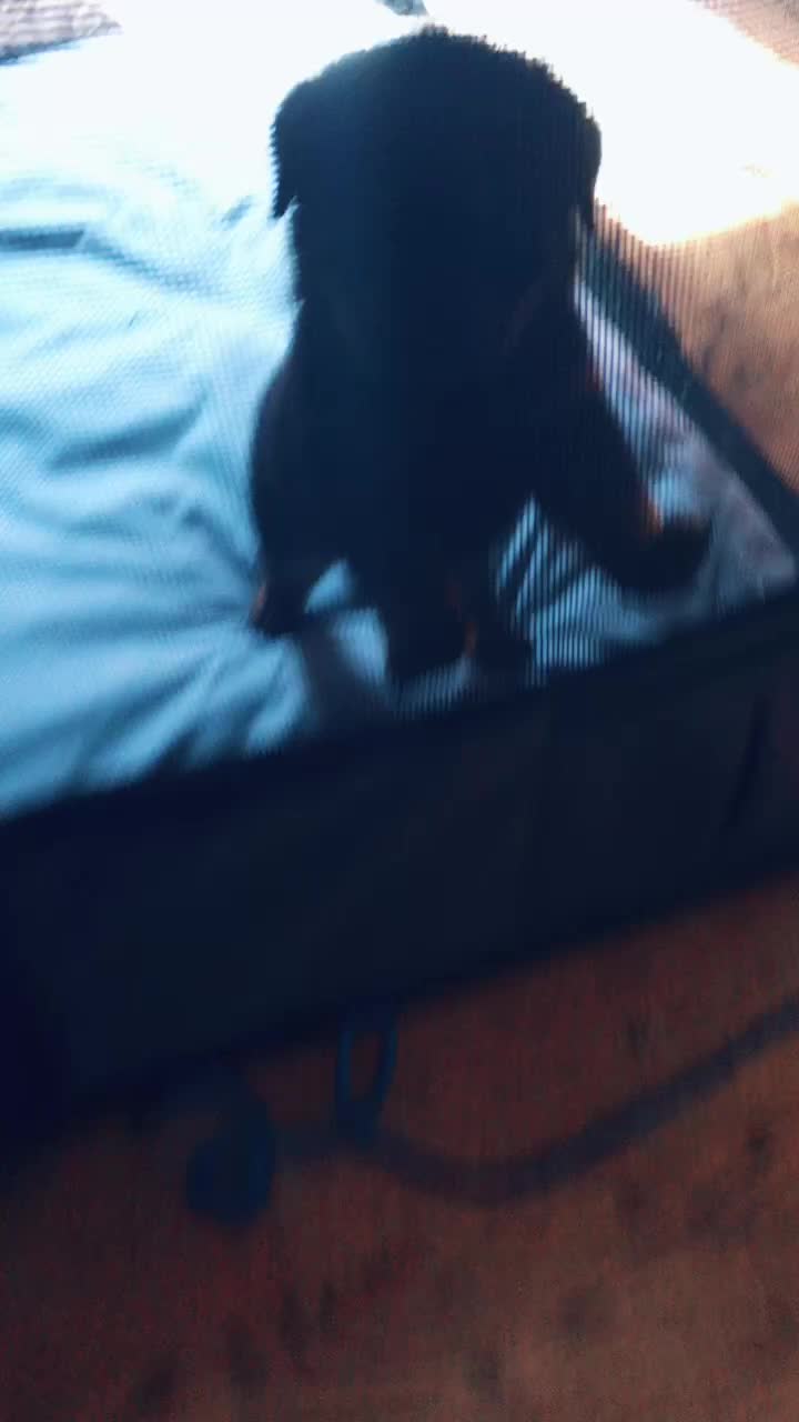 @Tuckerpuppy
