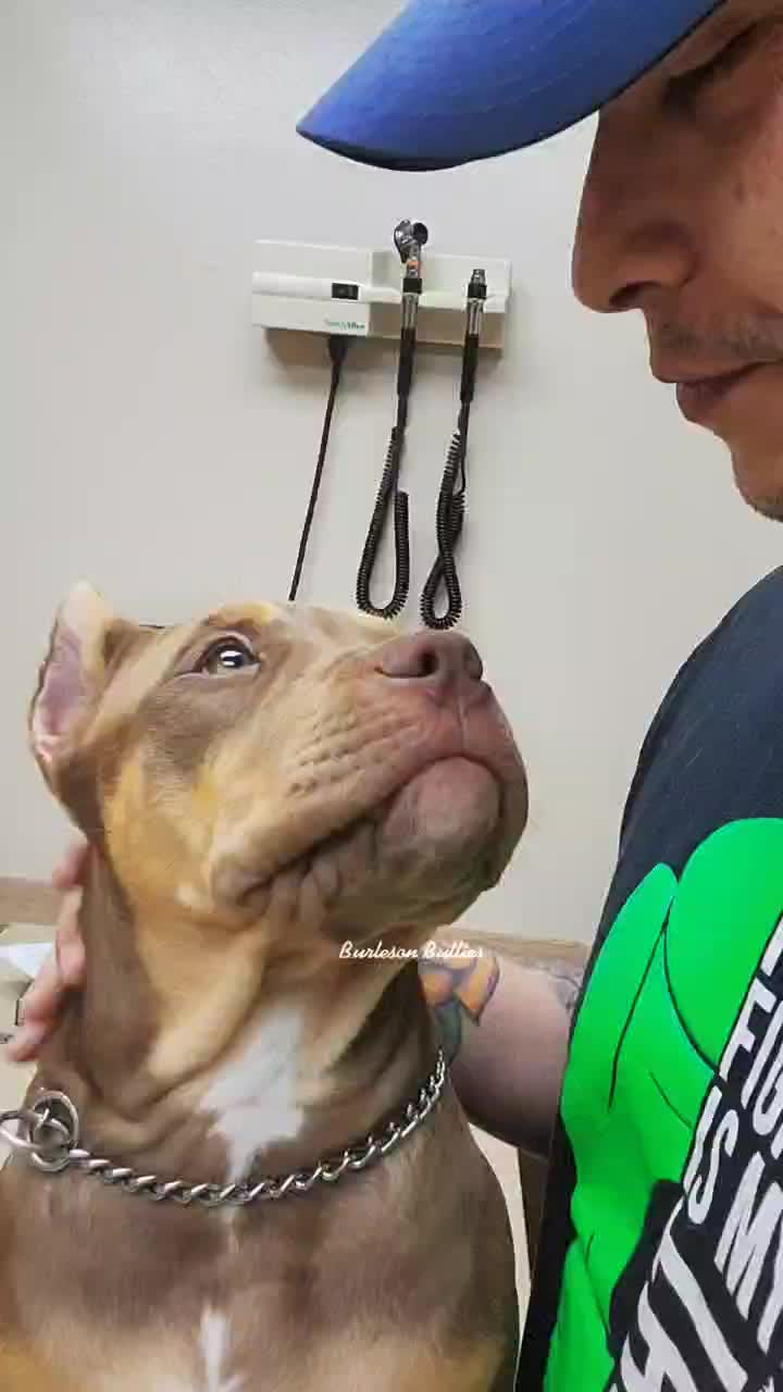 @Burleson Bullies, llc