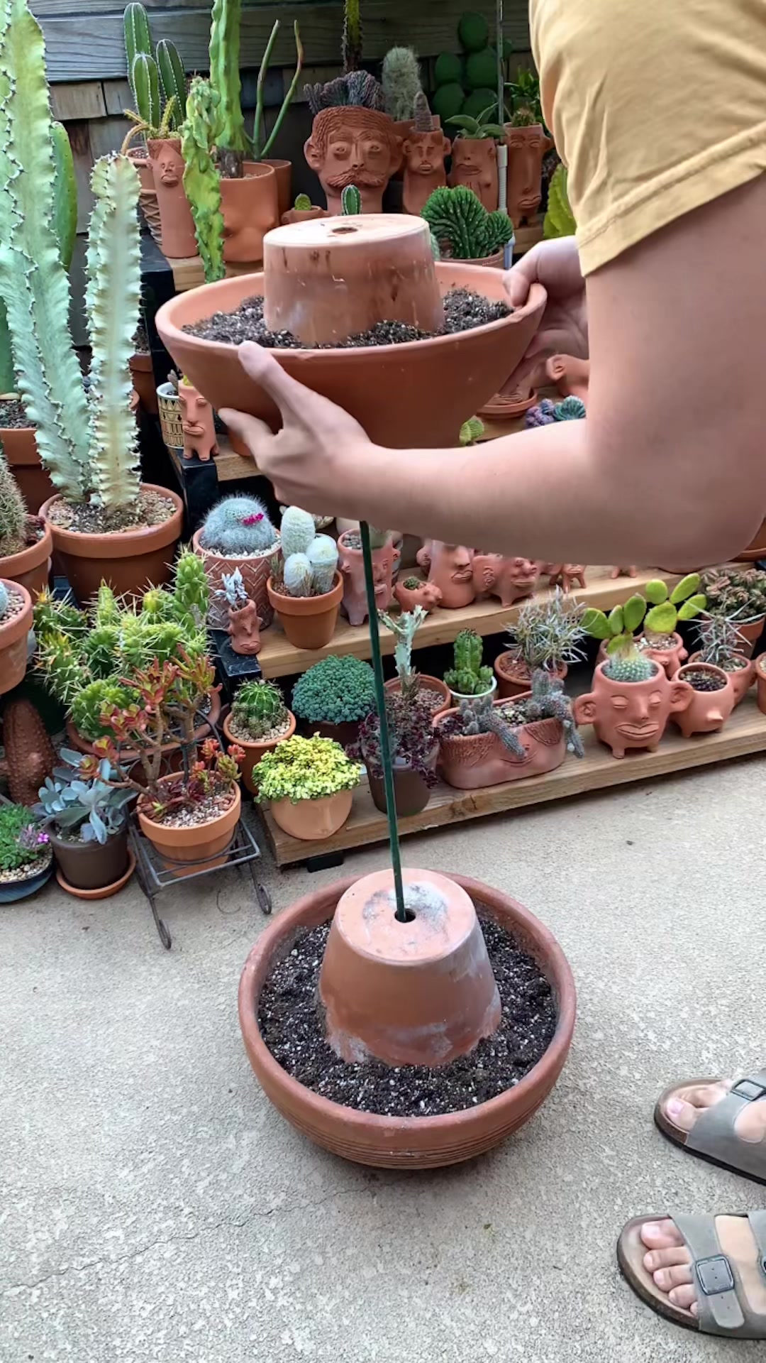 @Cyril&rsquo;s Plants | Cats | DIY 🌿