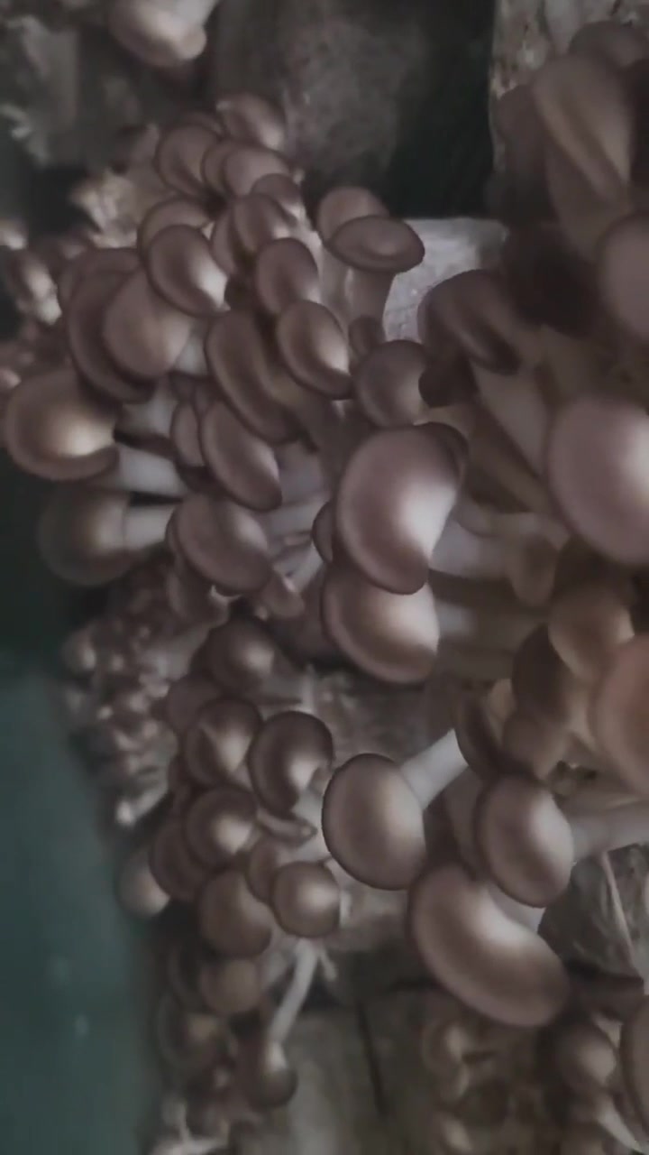 @satrisemushroom