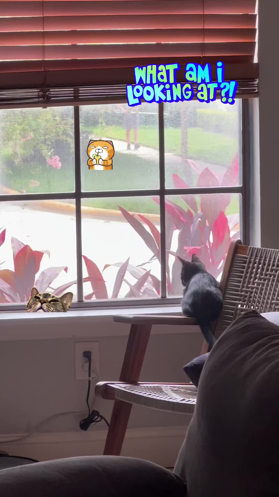 @Ryugyu Cat