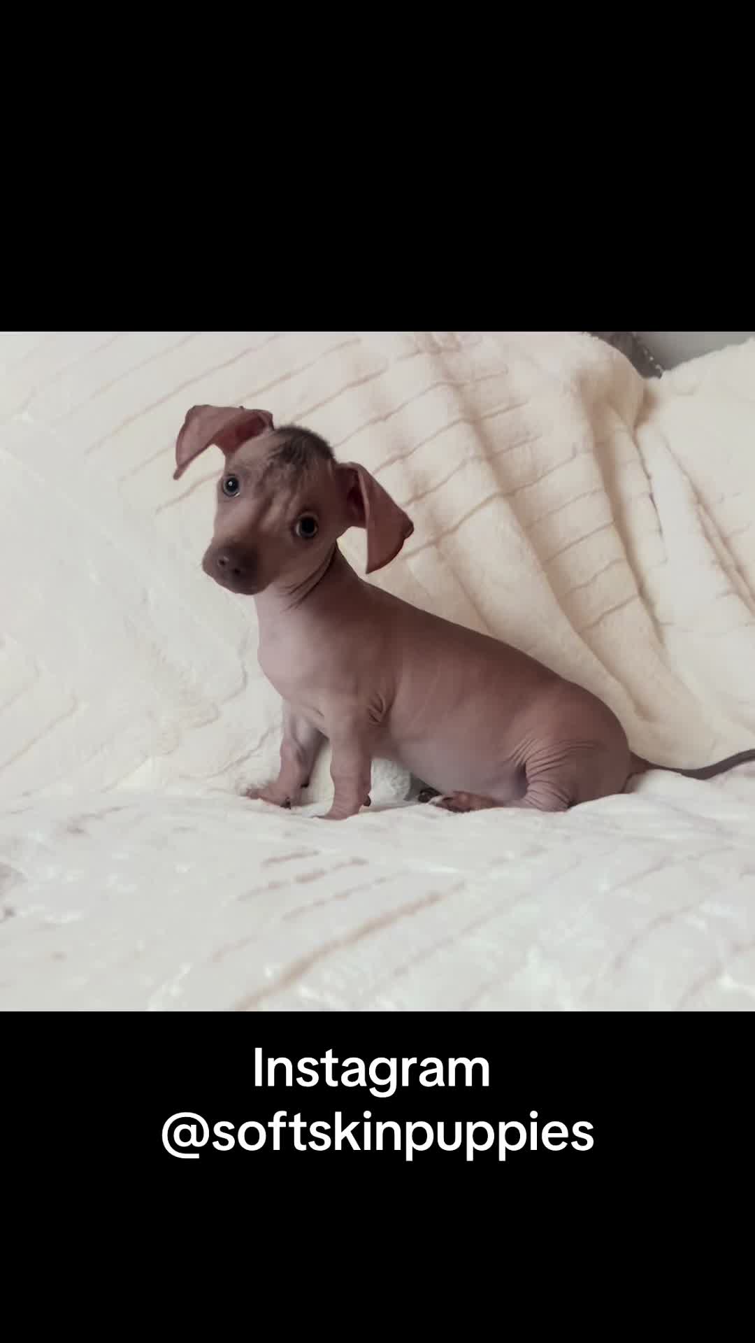 @Softskinpuppies