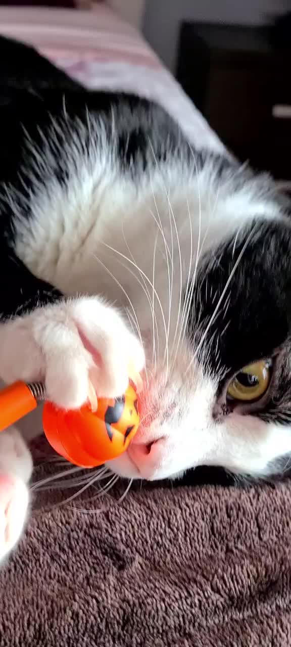 @Sia 🐱