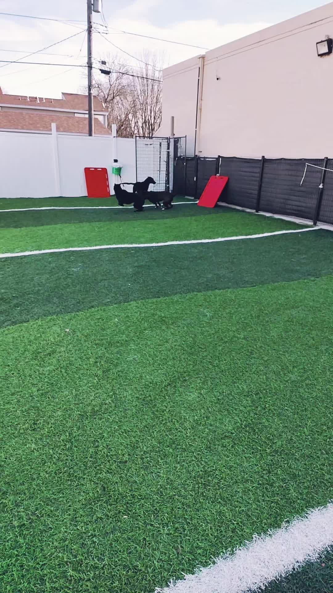 @Fissan Training Kennels