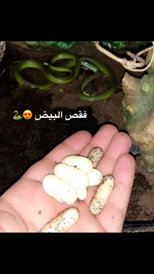 @omar.alzaabi