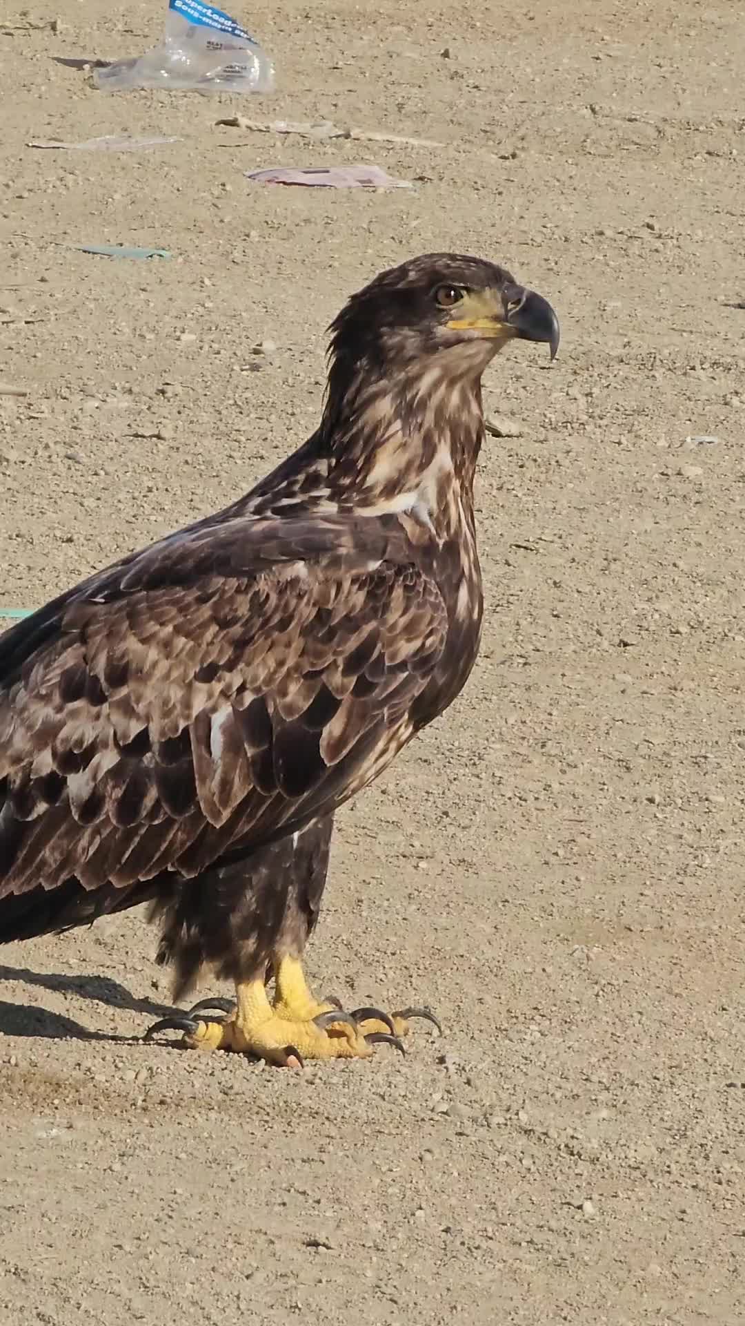 @Stoney.times