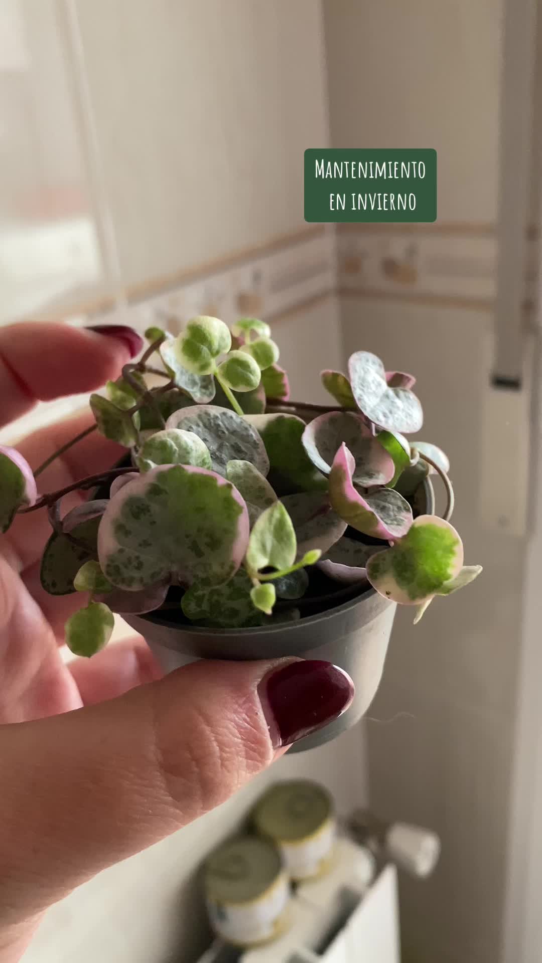 @🌸PlantsMoni🌿