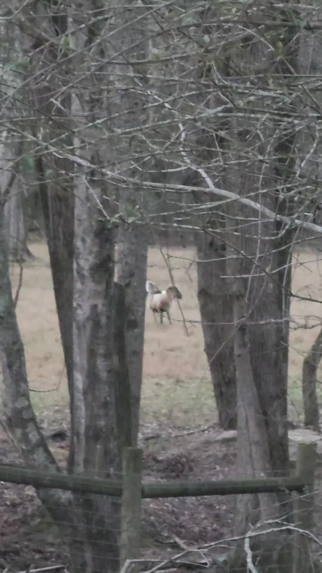 @MistythevLlamahowtos